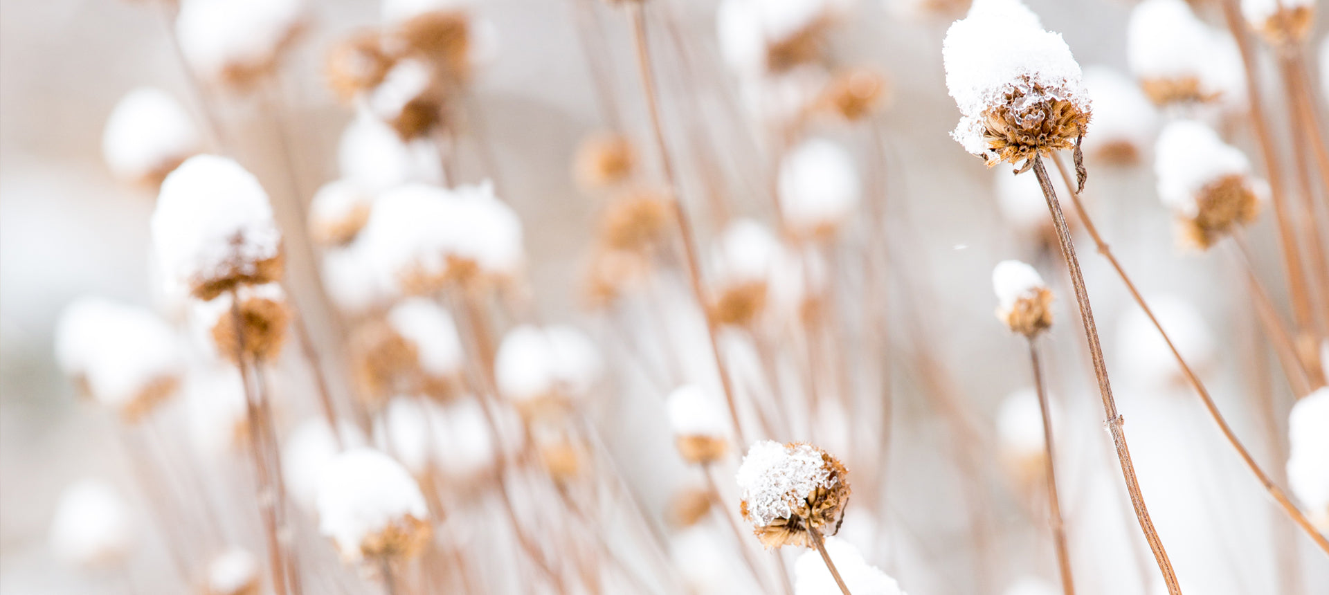 Blumen mit Schneehaube in einer Winterlandschaft