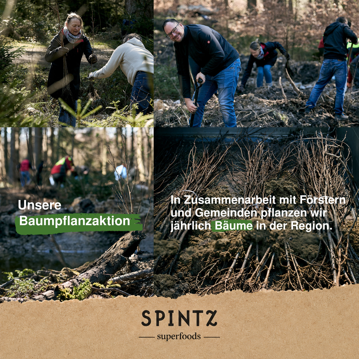 Helfer bei einer Baumpflanzaktion von SPINTZ im Wald.
