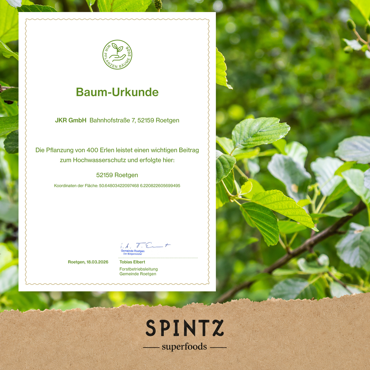 Baum-Urkunde zur Baumpflanzaktion von SPINTZ vor einem grünen Blätterhintergrund.