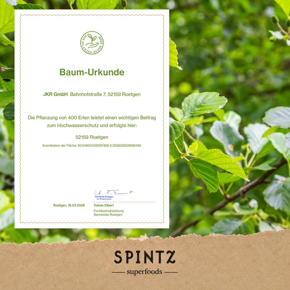 Baum-Urkunde zur Baumpflanzaktion von SPINTZ vor einem grünen Blätterhintergrund.