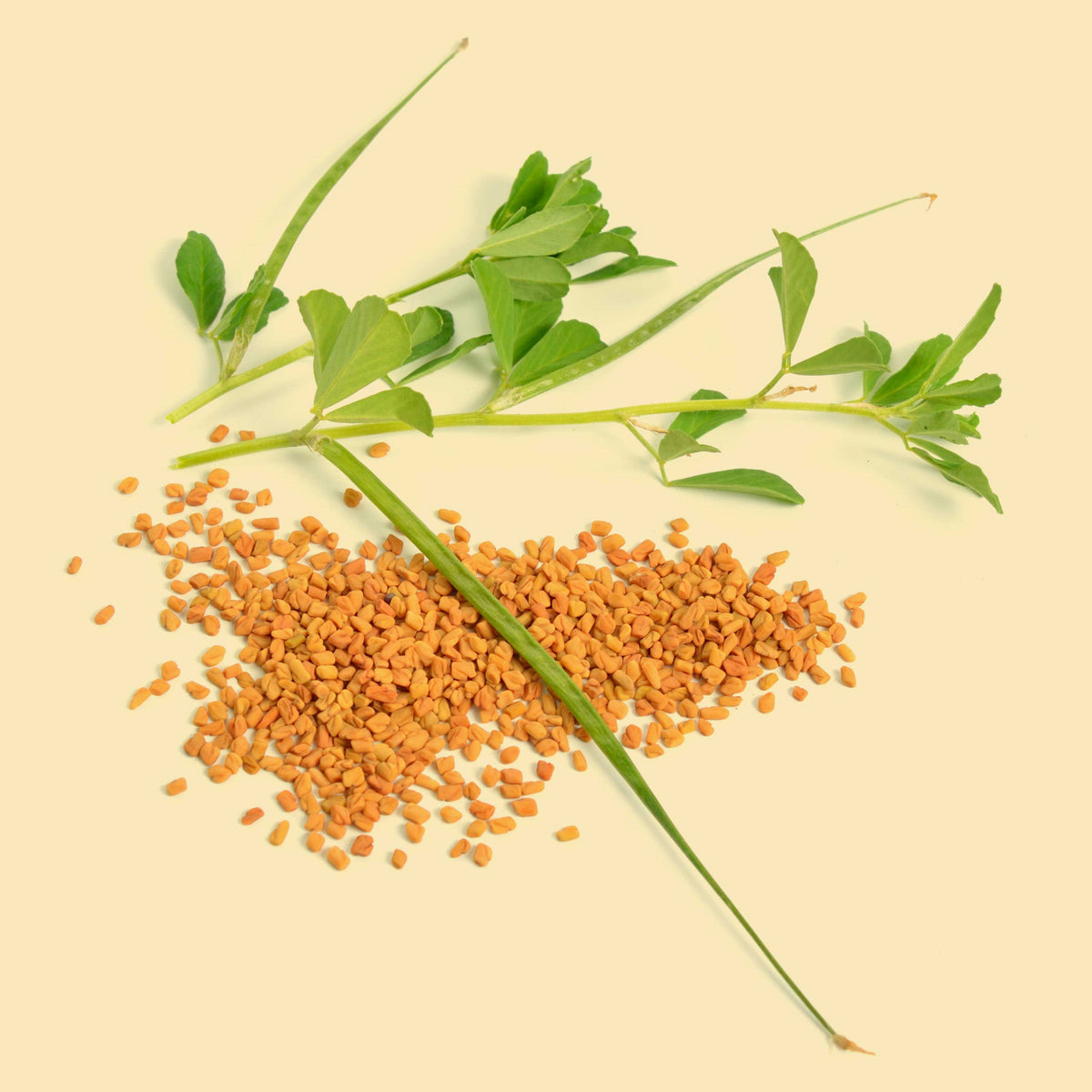 Bio Bockshornklee Samen mit grünen Pflanzenteilen – naturbelassen und reich an Aroma