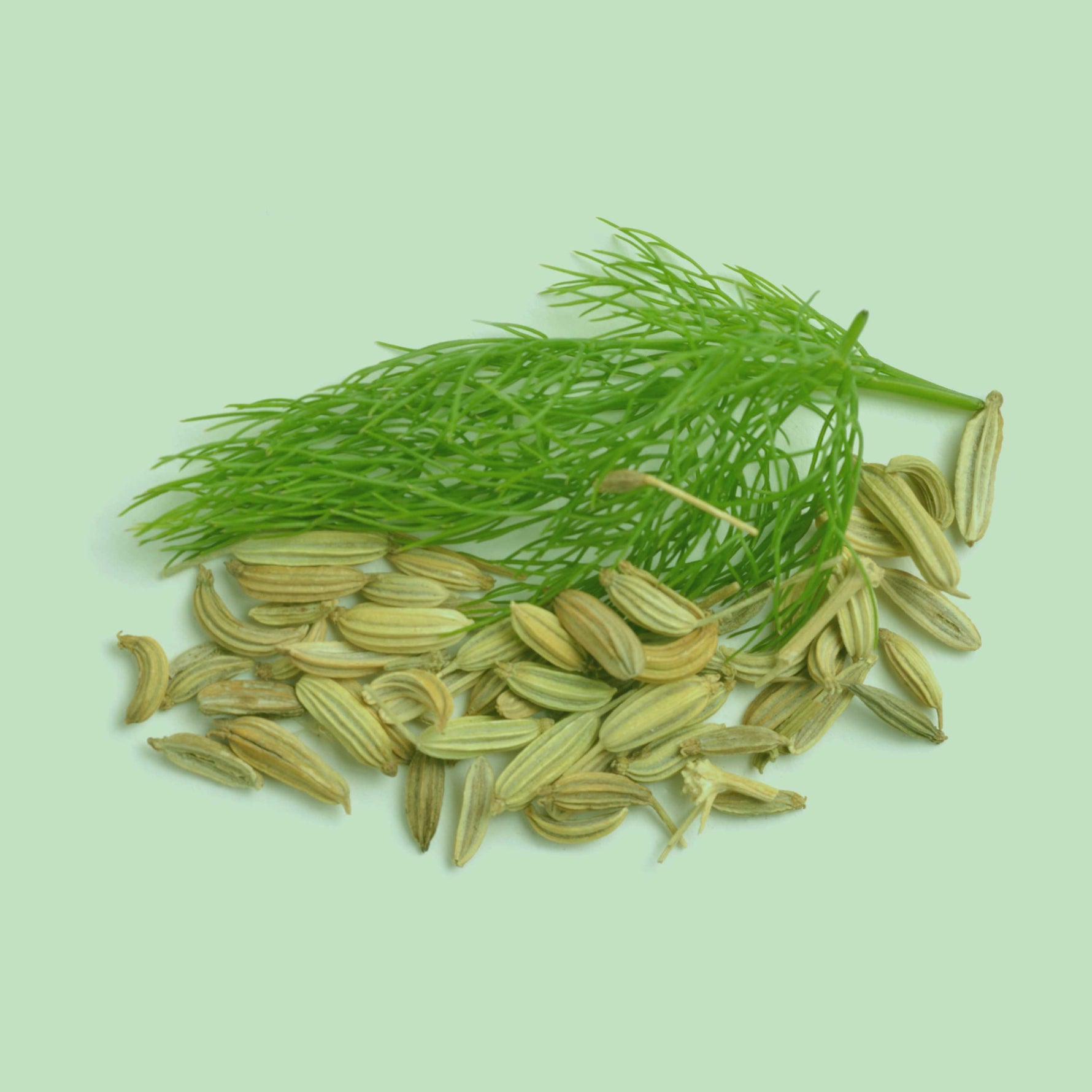 Bio Fenchel Samen