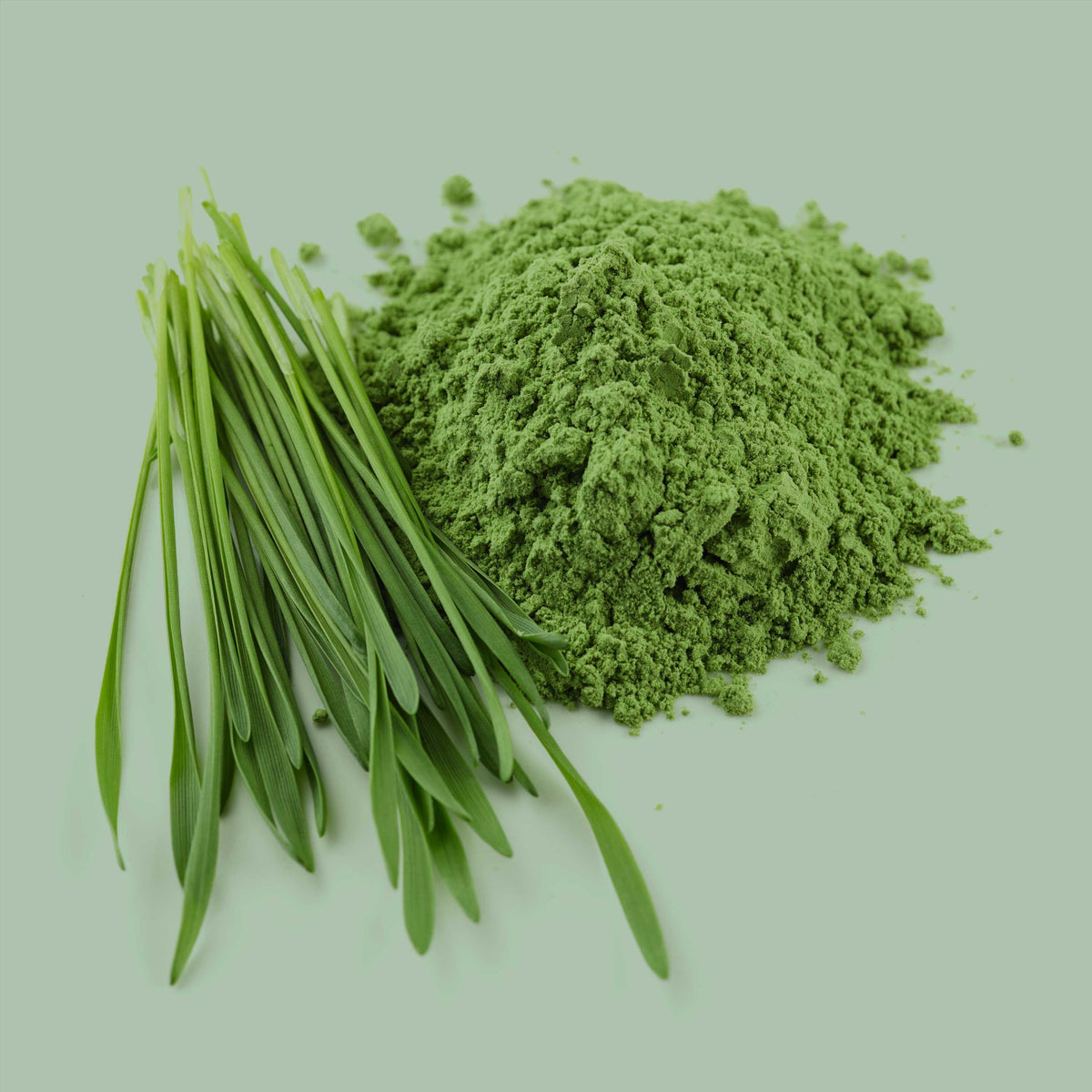 Frisches Bio Gerstengras und feines Pulver – reich an Chlorophyll, Vitaminen und Mineralstoffen
