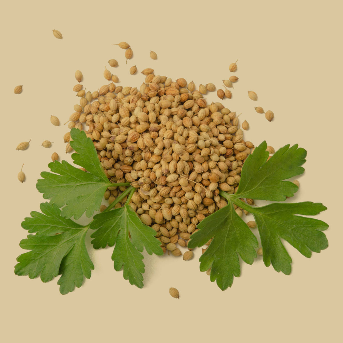 Bio Koriandersamen mit frischen grünen Blättern – naturbelassen, frisch und aromatisch