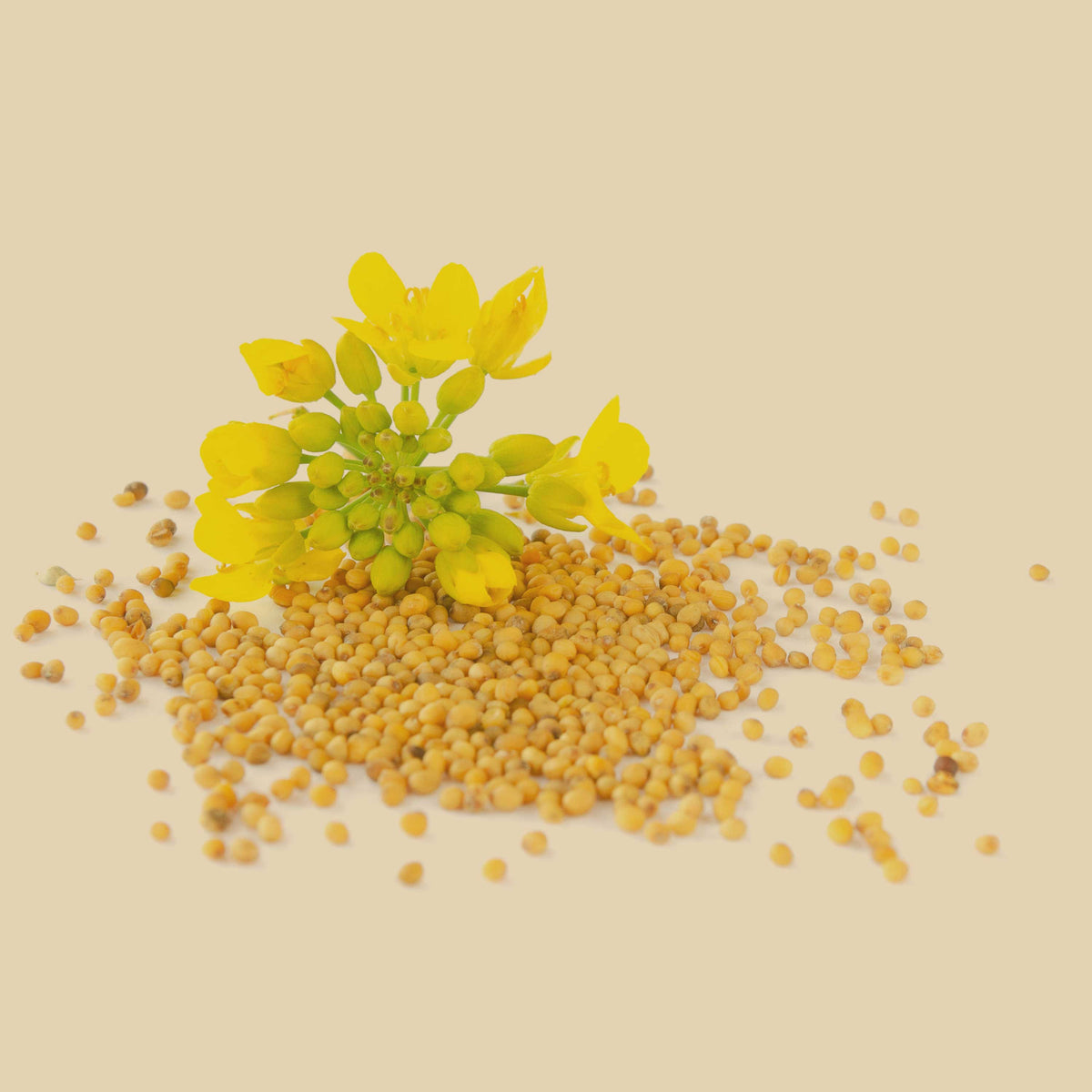 Gelbe Senfblüte mit Samen – naturreine Grundlage für SPINTZ Bio Senfkörner aus kontrolliert biologischem Anbau