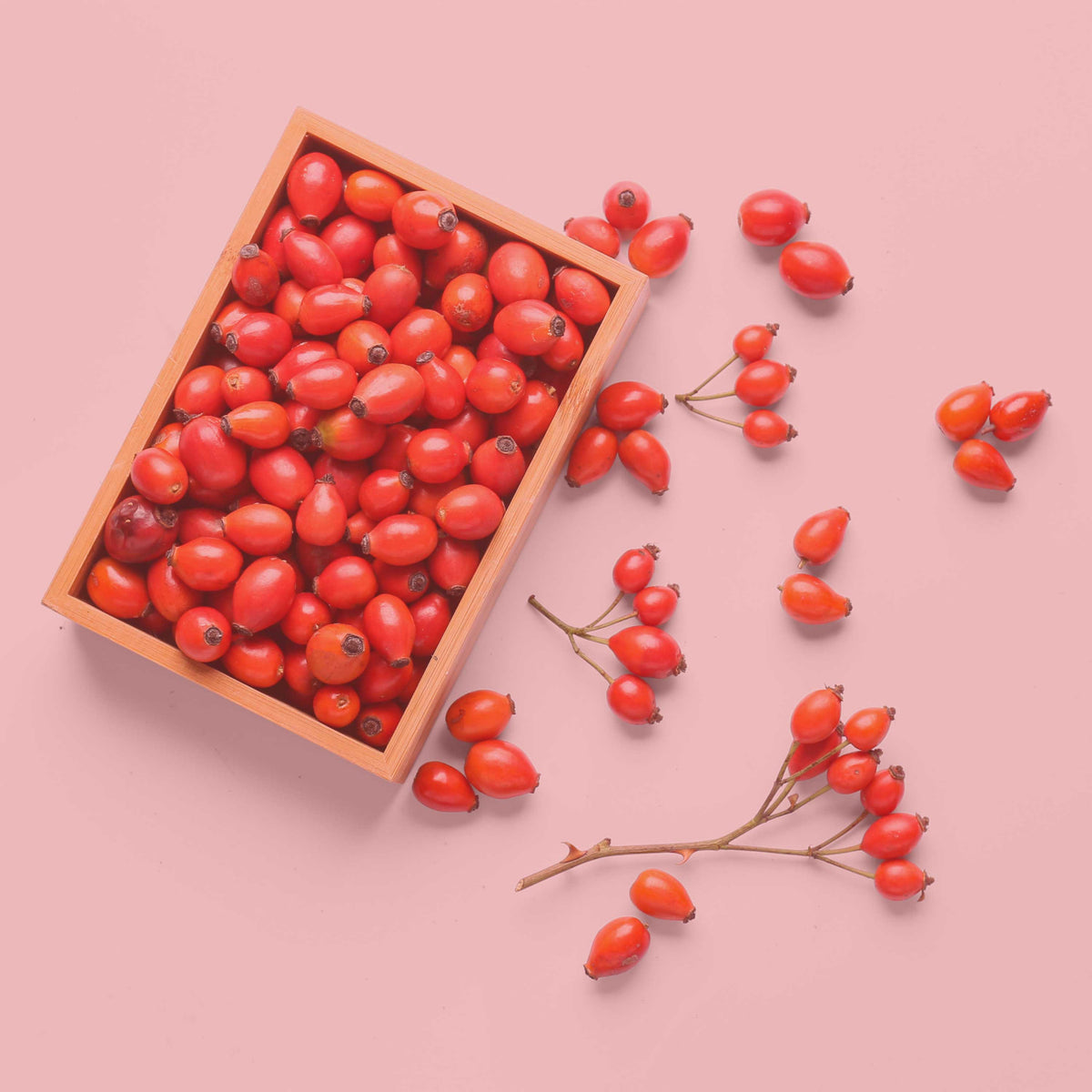 Frische Bio Hagebutten – Grundlage für das naturbelassene SPINTZ Hagebutten Pulver mit fruchtigem Aroma