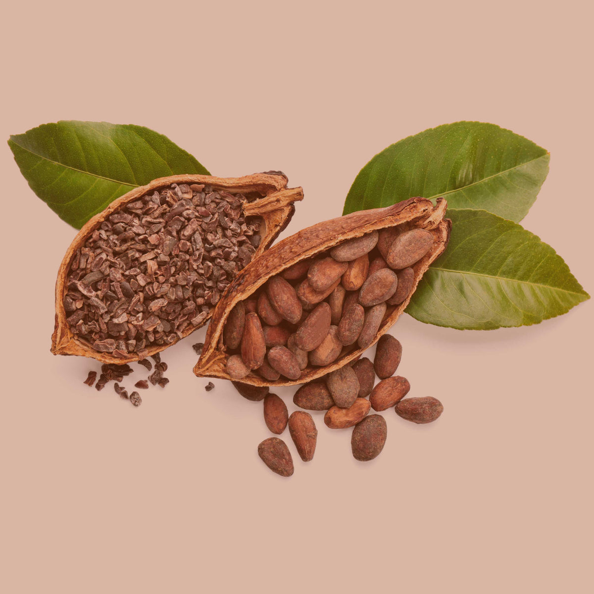 SPINTZ Bio Kakaonibs mit frischen Kakaobohnen – naturbelassen, aromatisch und reich an Antioxidantien