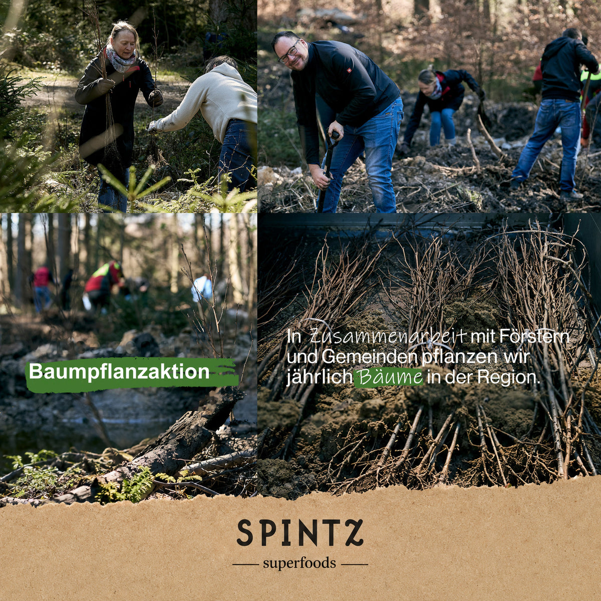 Helfer bei einer Baumpflanzaktion von SPINTZ im Wald.