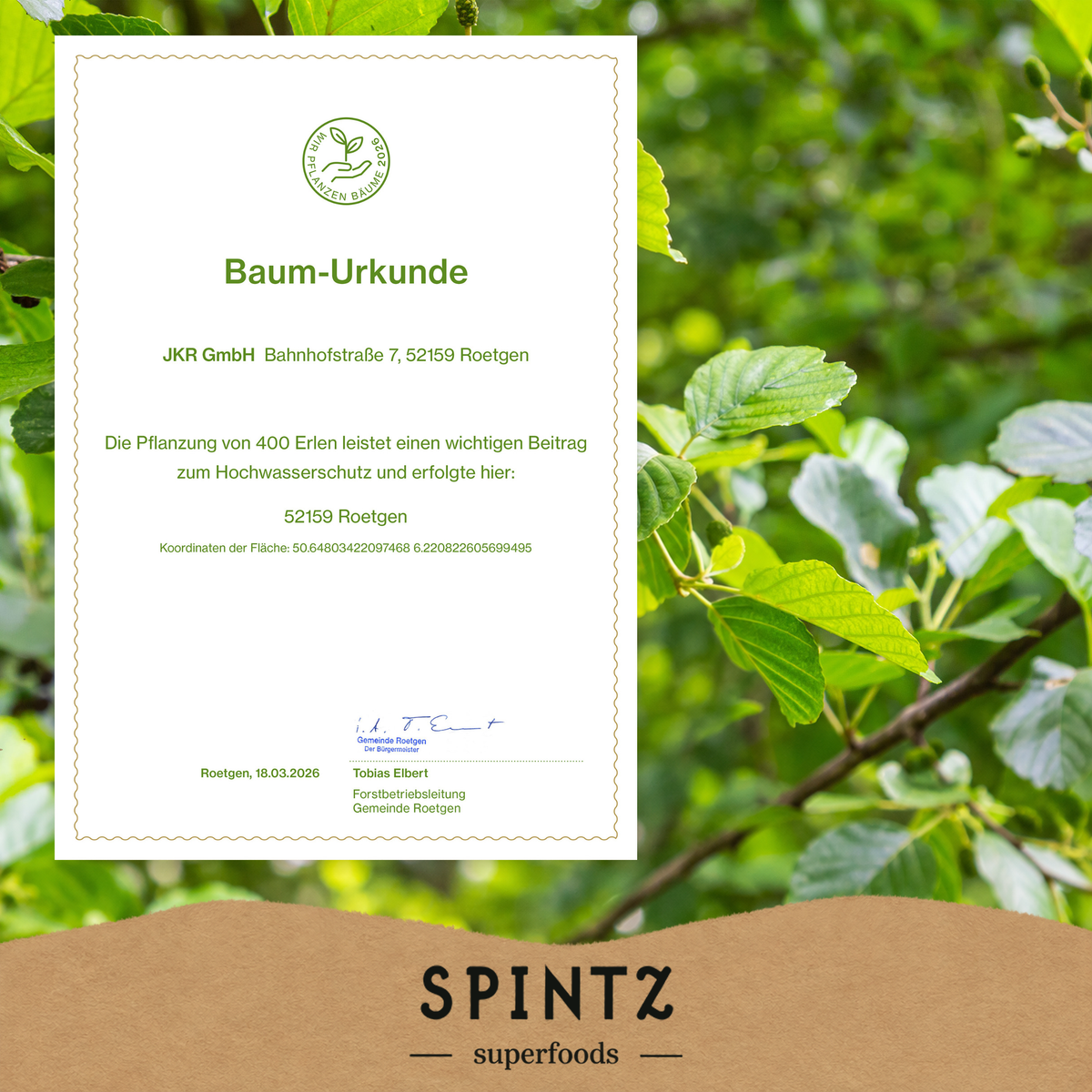 Baum-Urkunde zur Baumpflanzaktion von SPINTZ vor einem grünen Blätterhintergrund.