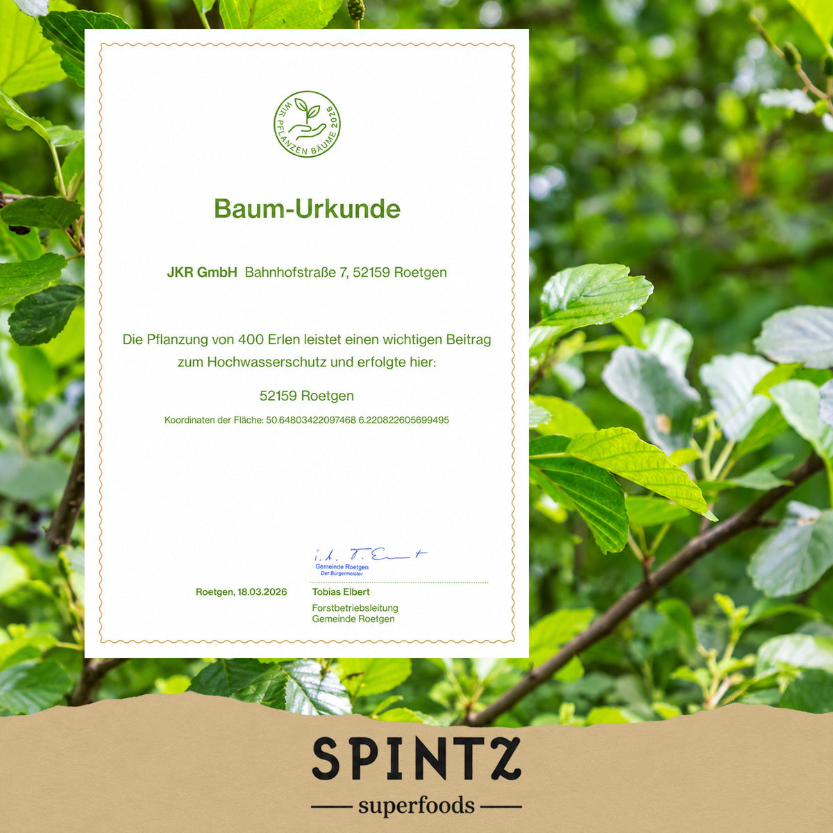 Baum-Urkunde zur Baumpflanzaktion von SPINTZ vor einem grünen Blätterhintergrund.