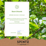 Baum-Urkunde zur Baumpflanzaktion von SPINTZ vor einem grünen Blätterhintergrund.