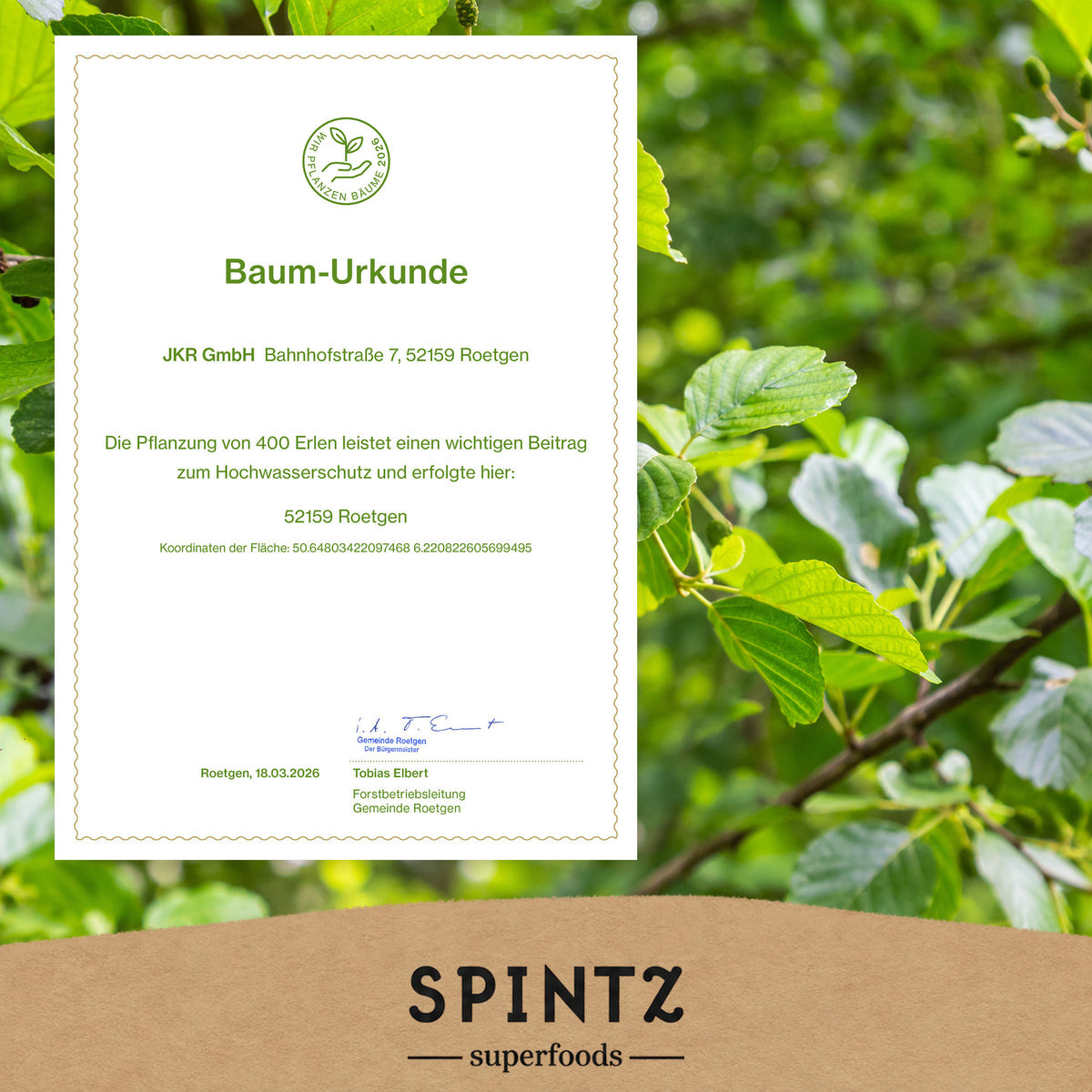 Baum-Urkunde zur Baumpflanzaktion von SPINTZ vor einem grünen Blätterhintergrund.