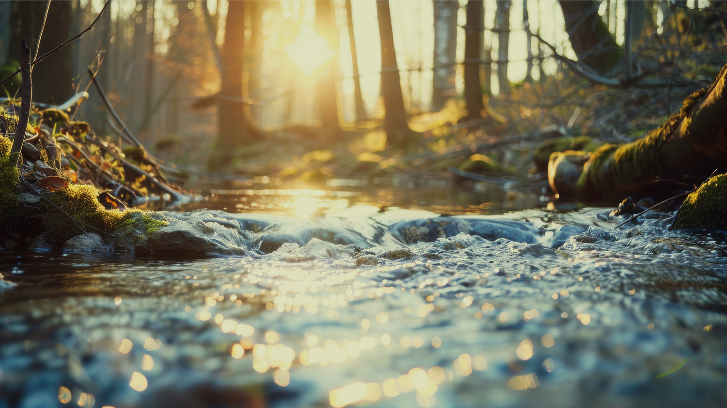Ein Bachlauf mit klarem Wasser in einem Wald, durch die Laubbäume fällt warmes Sonnenlicht.