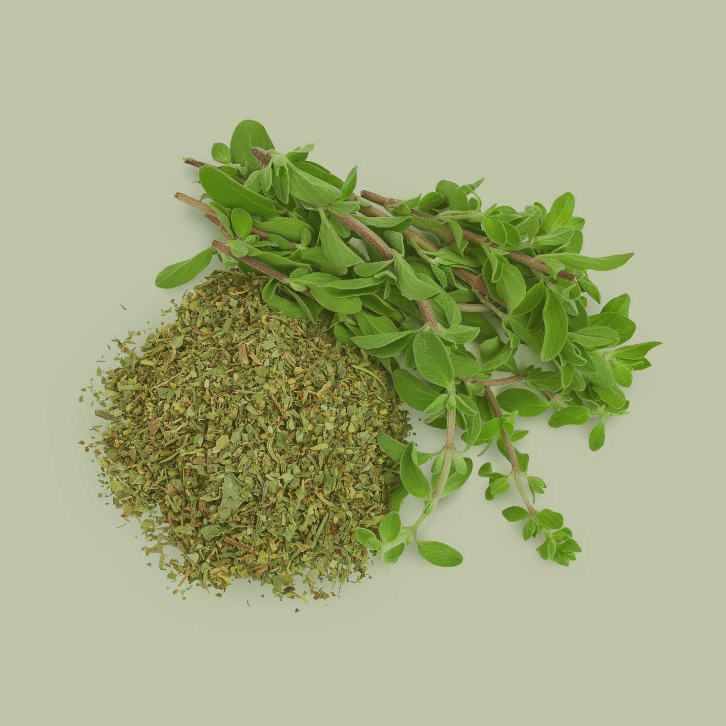 Bio Oregano