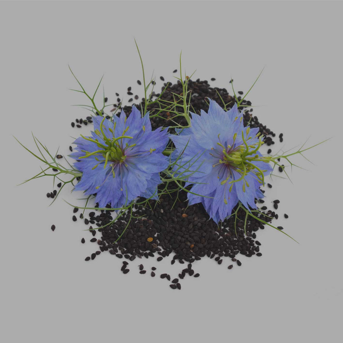 Schwarzkümmelblüte und ganze Schwarzkümmelsamen – naturbelassener Ursprung aus biologischem Anbau
