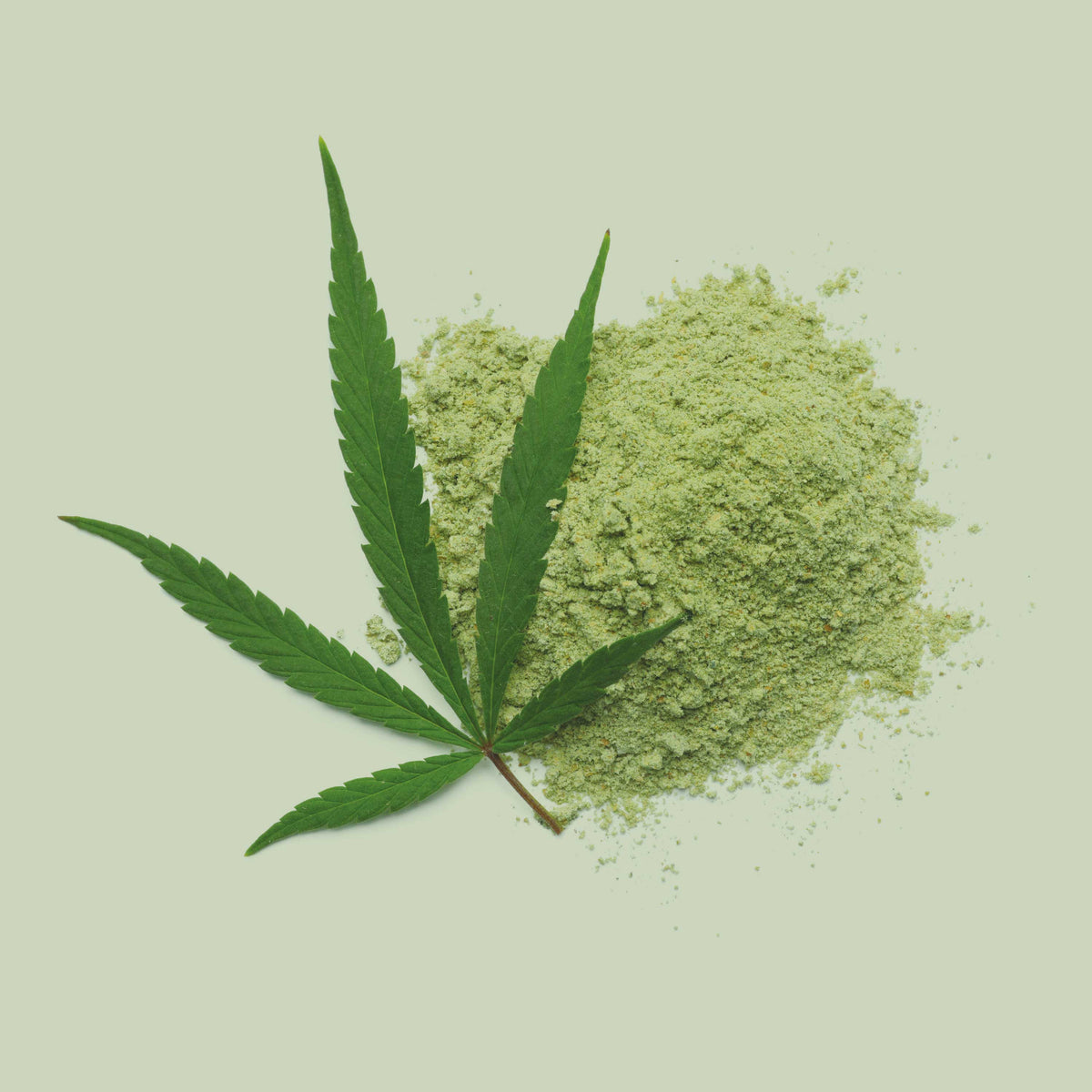 Grünes Hanfblatt mit fein gemahlenem Hanfprotein-Pulver – reine pflanzliche Proteinquelle